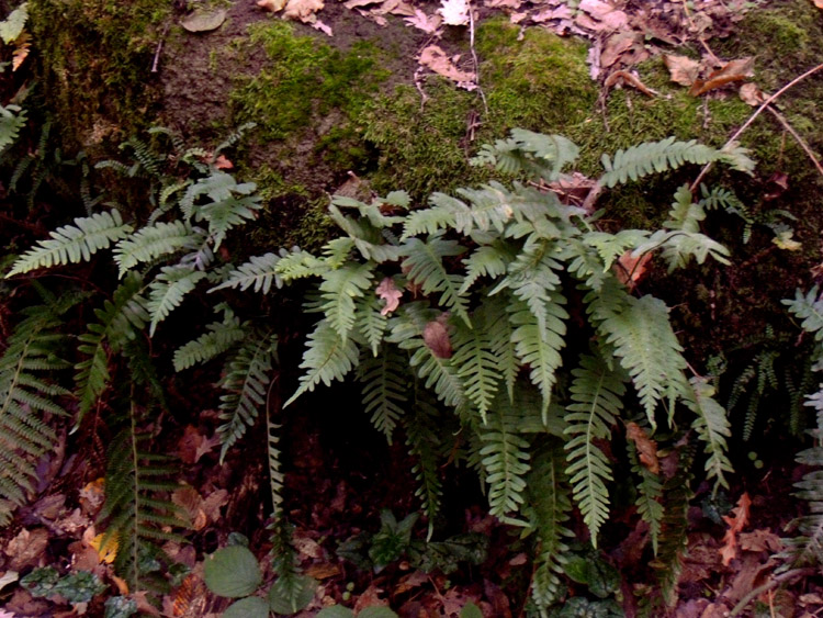 Polypodium sp. (interjectum?)